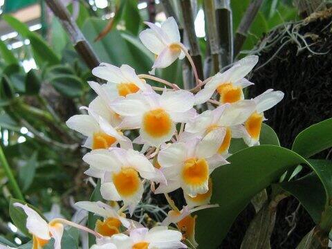 デンドロビウム・ファルメリ