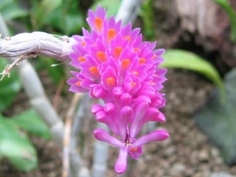 デンドロビウム・セクンドゥム