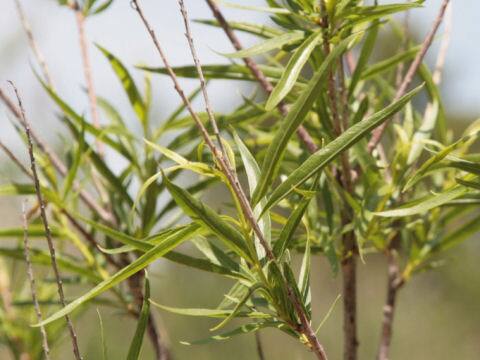 デザートウィロー