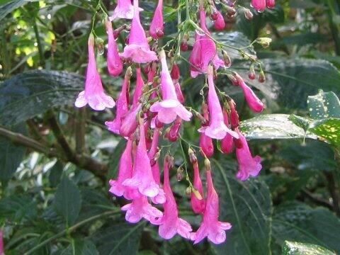 ディフルゴッサ・コロラタ