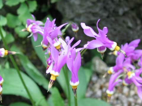 Dodecatheon meadia
