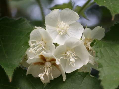 ドムベヤ・チリアケア