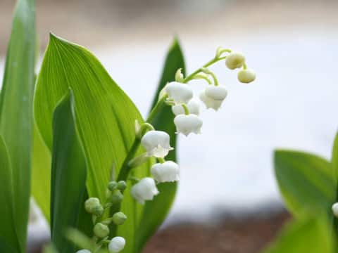 Convallaria majalis