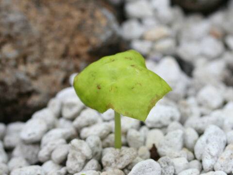 ディソスマ・ディフォルミス