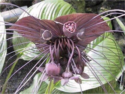 タッカ・カントリエリ