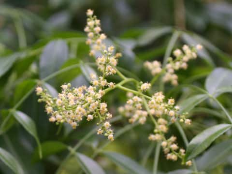 Spondias cytherea (dulcis)