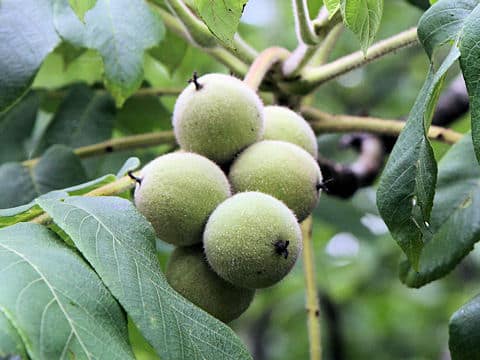 Juglans regia var. orientis