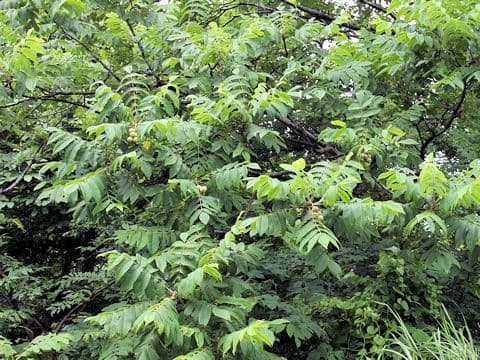 Juglans regia var. orientis