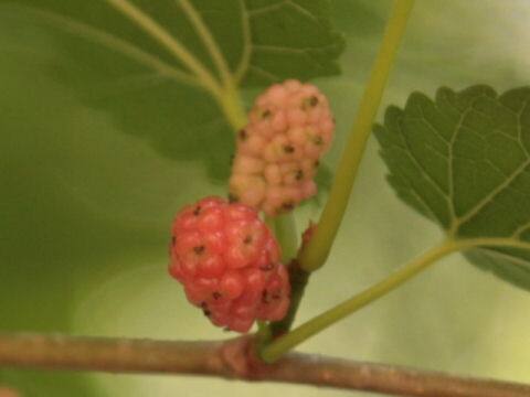 テキサスマルベリー