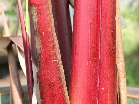 タリア・ルミノイデス