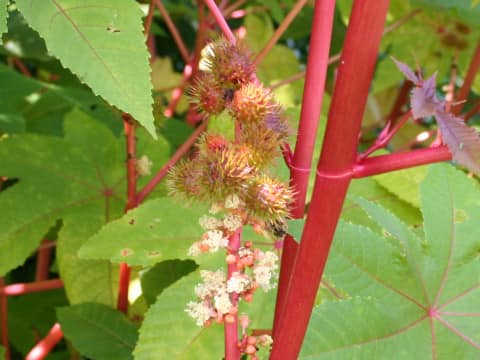 Ricinus communis