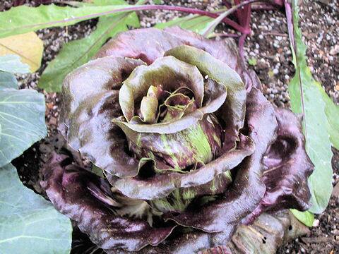 Cichorium intybus var. foliosum