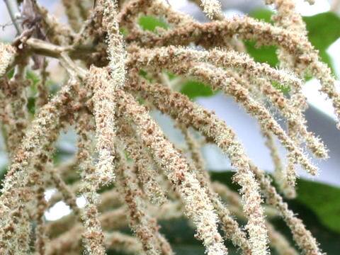 トリプラリス・クミンギアナ