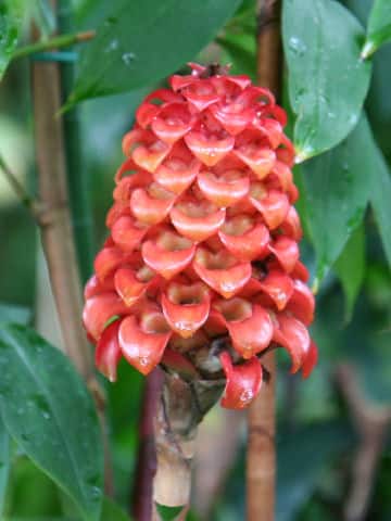 ワックスジンジャー