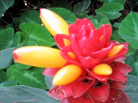 ワックスジンジャー