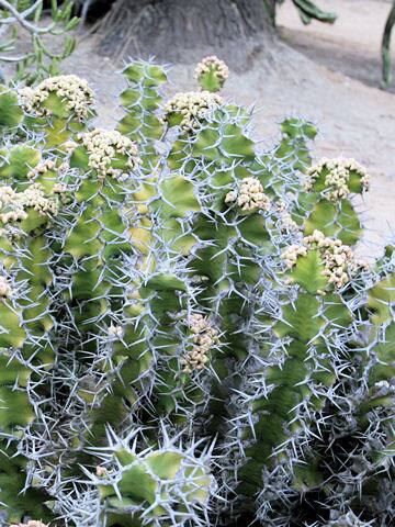 ユーフォルビア・グランディコルニス
