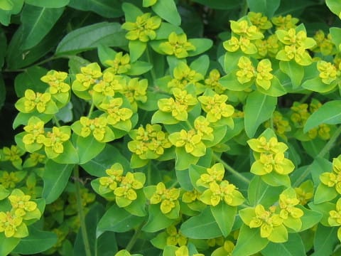 ユーフォルビア・パルストリス