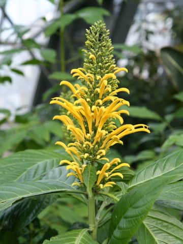 ユスティキア・アウレア