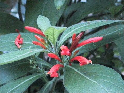 ユスティキア・スピキゲラ