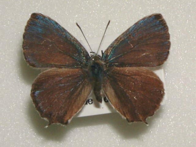 ウラジロミドリシジミ