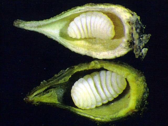 エノキトガリタマバエ