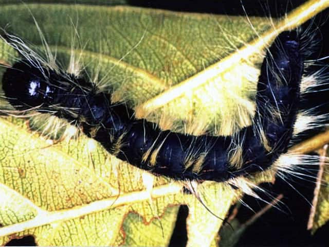 モンクロシャチホコ