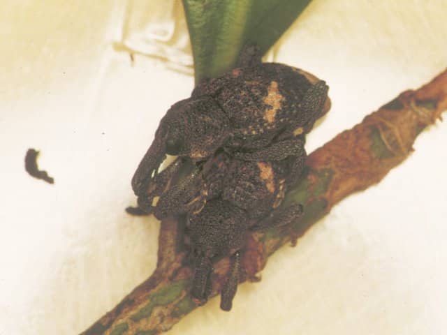 クスアナアキゾウムシ