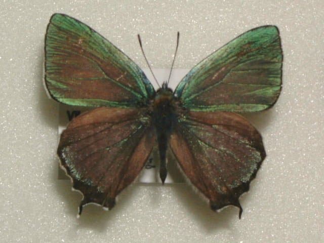 ジョウザンミドリシジミ