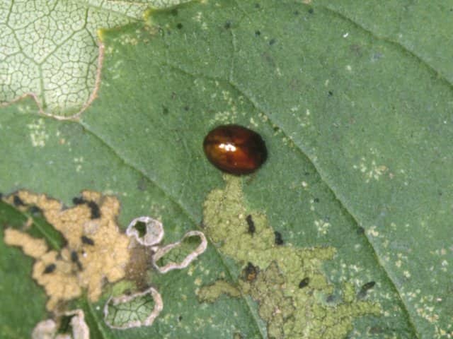 テントウノミハムシ