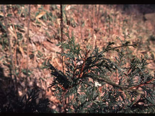 ニホンカモシカ