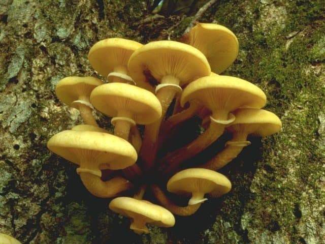 ヒノキならたけ病