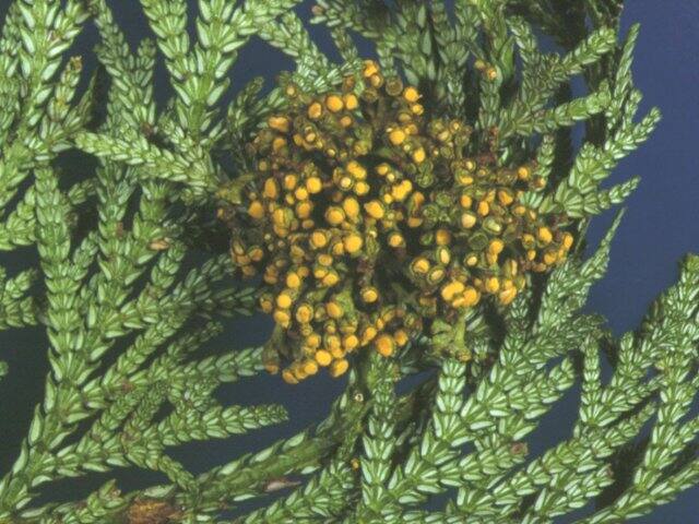 ヒバ・アスナロてんぐ巣病