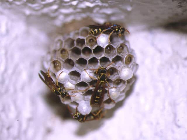 フタモンアシナガバチ