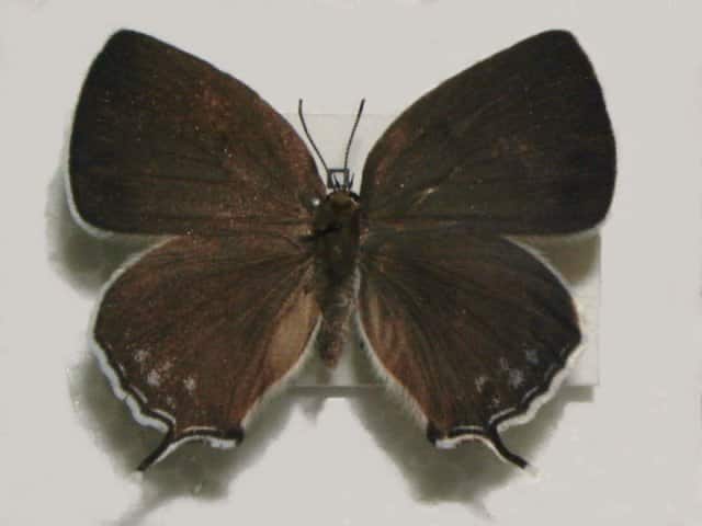 ミズイロオナガシジミ