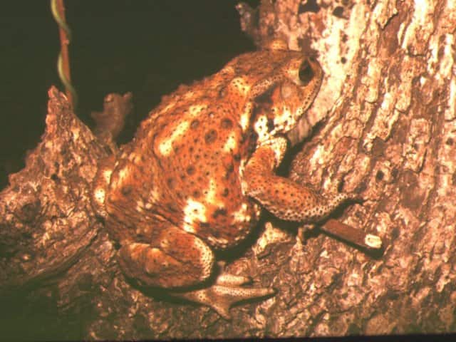 ミヤコヒキガエル