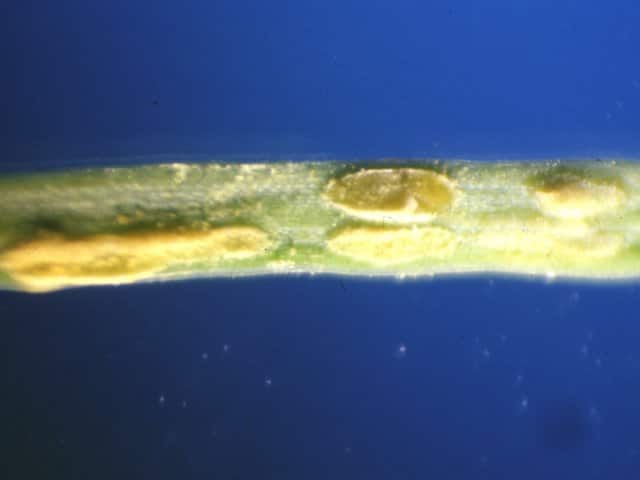 ヤナギ類葉さび病