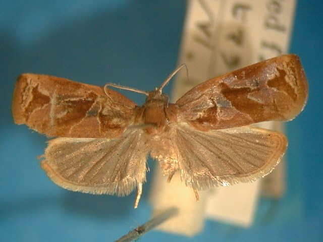 マツアトキハマキ