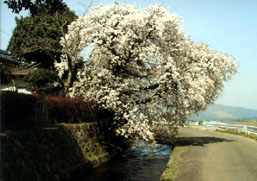 南阿蘇村疏水群