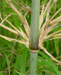 ヒマラヤカラムス・インターメディア