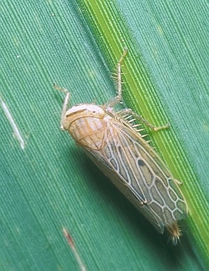 シロミャクイチモンジヨコバイ