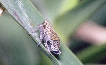 シロウズウンカ