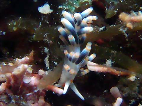 オショロミノウミウシ属の仲間3