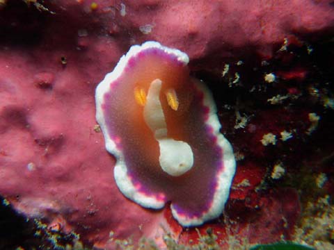 アラリウミウシ