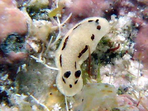 マイチョコウミウシ