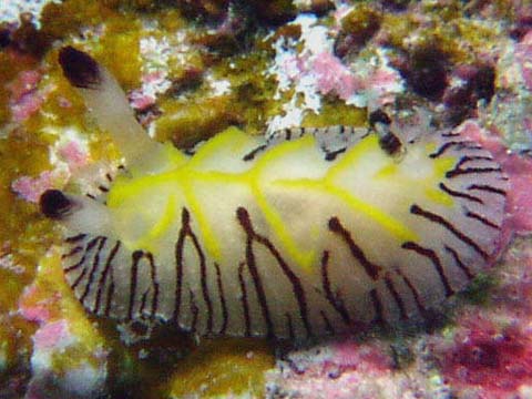 エレガントヒオドシウミウシ