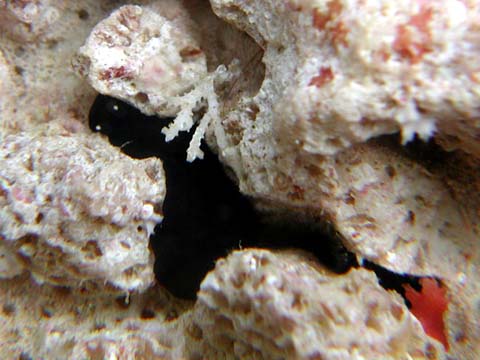 ホンクロシタナシウミウシ