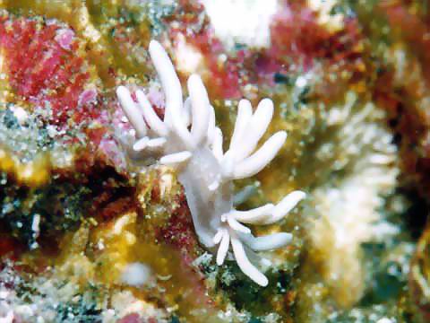 センジュミノウミウシ