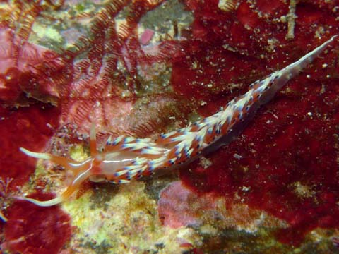 ヒブサミノウミウシ