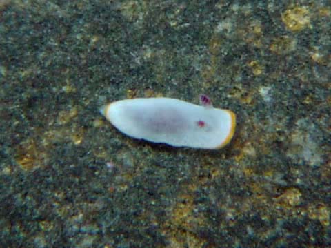 レンゲウミウシ属の仲間1