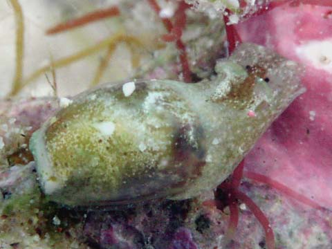 キバカイコガイ